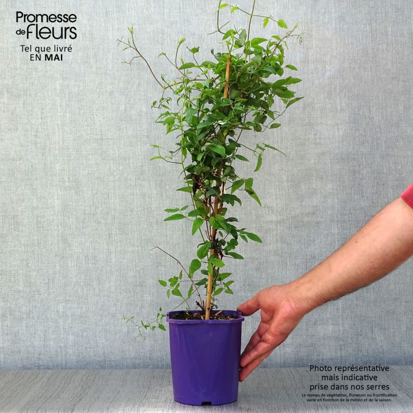 Clematis Vyvyan Pennell - Clematide Vaso da 2L/3L esemplare consegnato in primavera