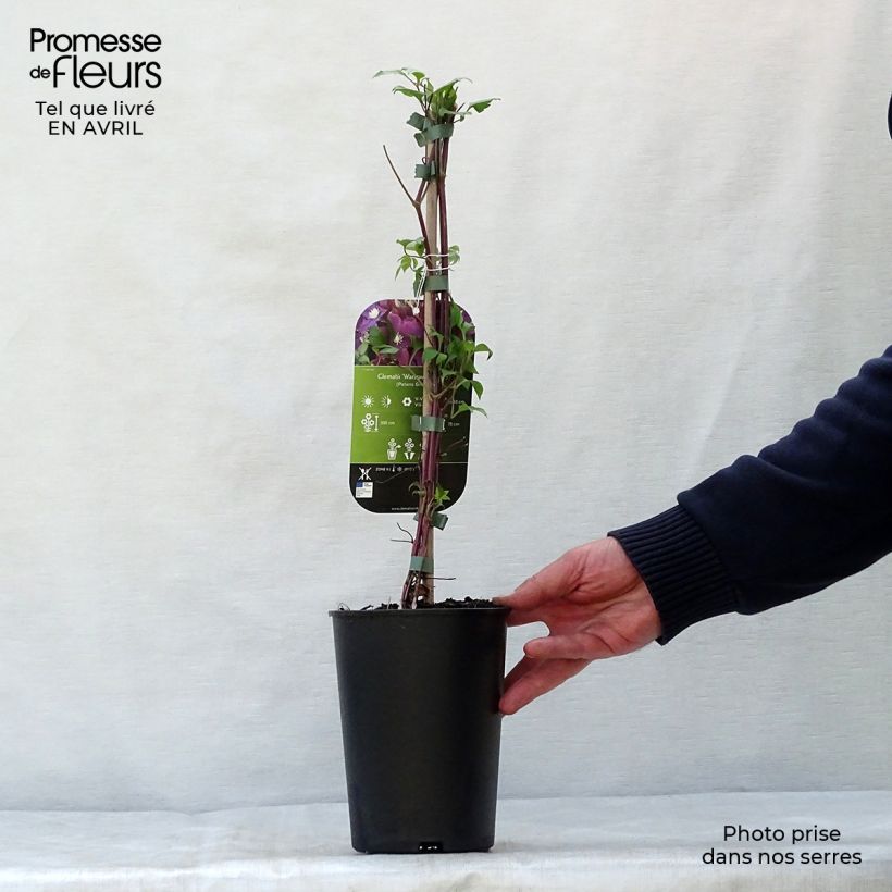 Clematis Warszawska Nike - Clematide Vaso da 2L/3L esemplare consegnato in primavera