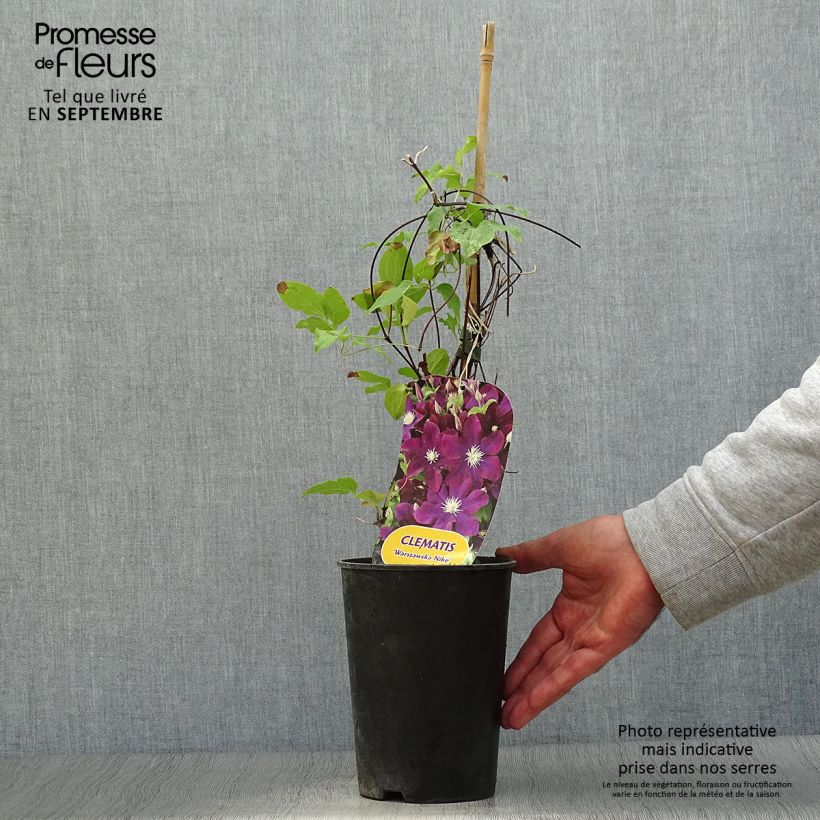 Esemplare di Clematis Warszawska Nike - Clematide Vaso da 2L/3L come consegnato in autunno