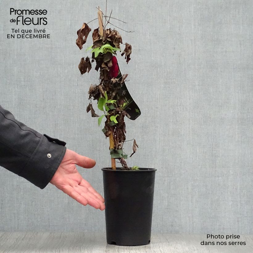 Clematis Westerplatte - Clematide Vaso da 2L/3L esemplare consegnato in inverno