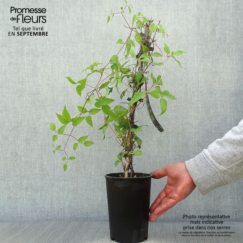 Esemplare di Clematis Westerplatte - Clematide Vaso da 2L/3L come consegnato in autunno