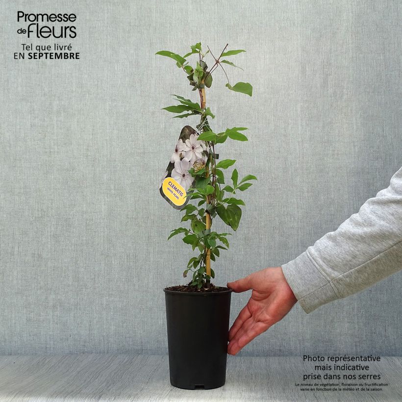 Esemplare di Clematis White Pearl - Clematide Vaso da 2L/3L come consegnato in autunno