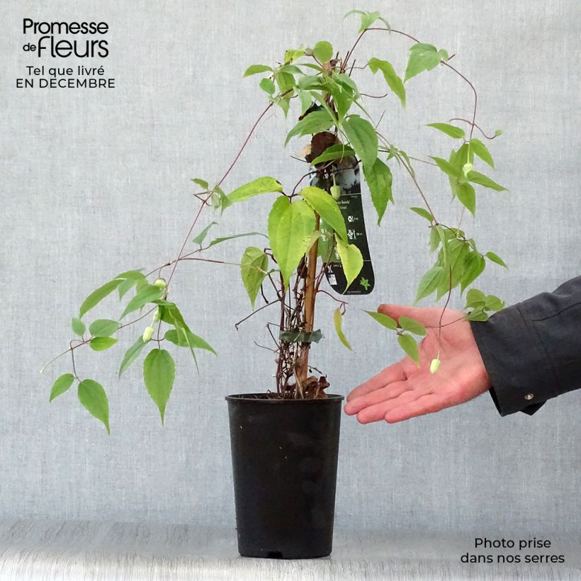Clematis urophylla Winter Beauty - Clematide Vaso da 2L/3L esemplare consegnato in inverno