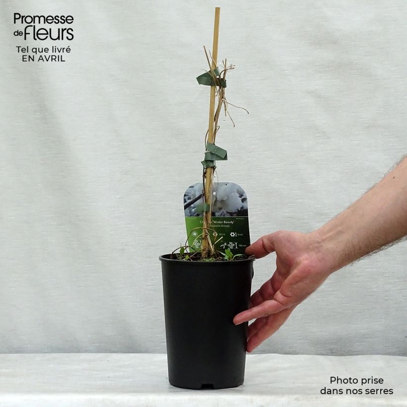 Clematis urophylla Winter Beauty - Clematide Vaso da 2L/3L esemplare consegnato in primavera