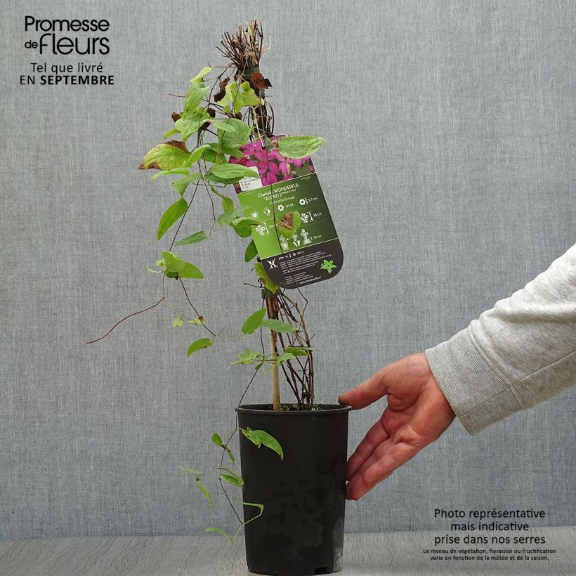 Esemplare di Clematis Wonderful - Clematide Vaso da 2L/3L come consegnato in autunno
