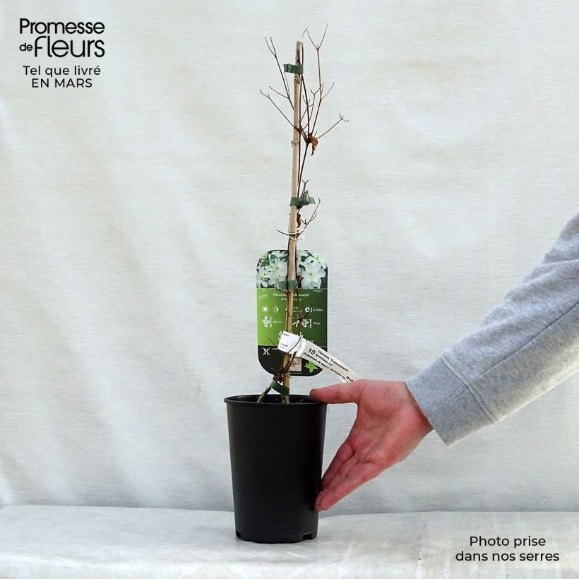 Clematis Yukikomachi - Clematide Vaso da 2L/3L esemplare consegnato in primavera
