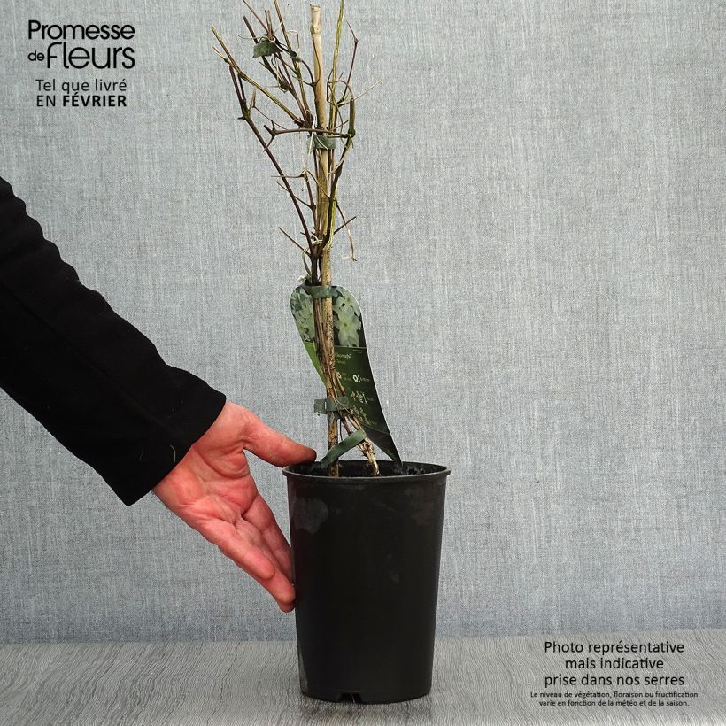 Clematis Yukikomachi - Clematide Vaso da 2L/3L esemplare consegnato in inverno