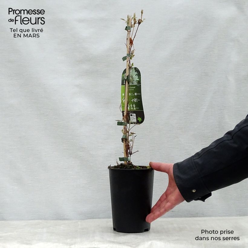 Clematis Yukiokoshi - Clematide Vaso da 2L/3L esemplare consegnato in primavera