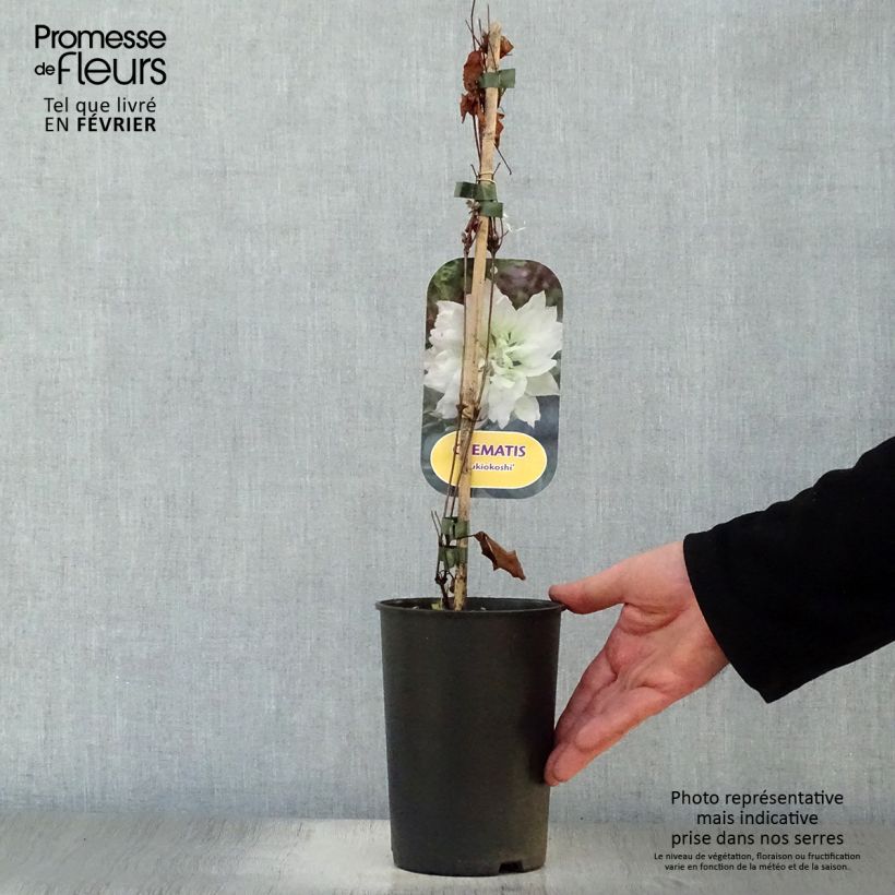 Clematis Yukiokoshi - Clematide Vaso da 2L/3L esemplare consegnato in inverno