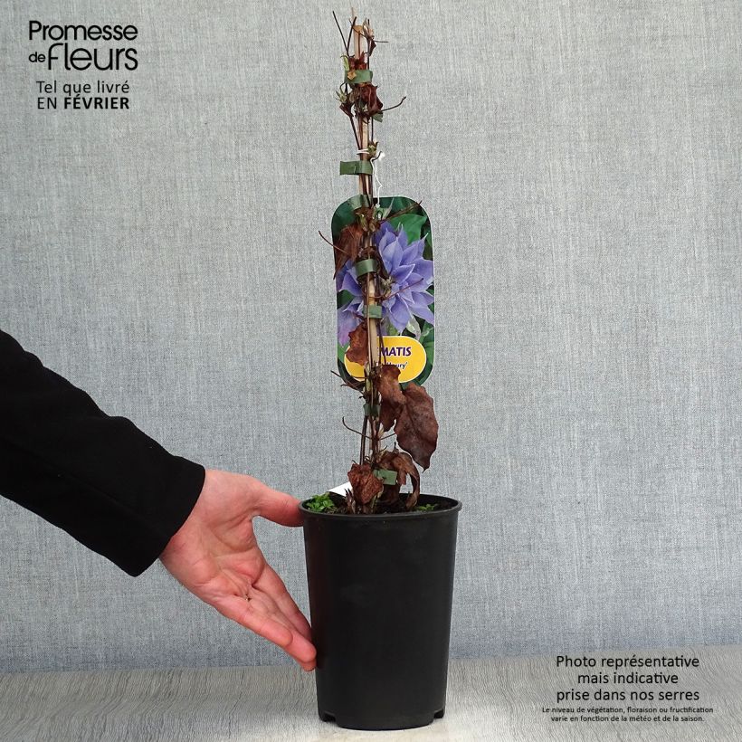 Clematis Yvette Houry - Clematide Vaso da 1,5L/2L esemplare consegnato in inverno