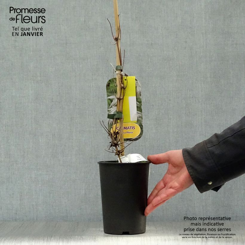 Clematis alpina Plena - Clematide Vaso da 2L/3L esemplare consegnato in inverno