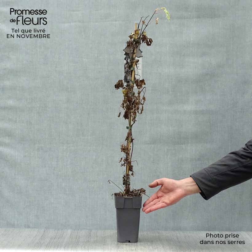 Esemplare di Clematis Ocean Pearl - Clematide Vaso da 2L/3L come consegnato in autunno
