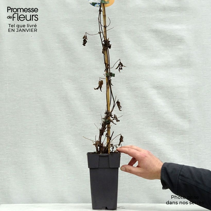 Clematis&#x20;Ocean&#x20;Pearl&#x20;-&#x20;Clematide&#x20;Vaso&#x20;da&#x20;2L&#x2F;3L&#x20;esemplare&#x20;consegnato&#x20;in&#x20;inverno