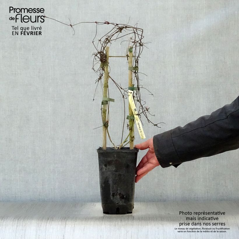 Clematis alpina - Clematide alpina Vaso da 2L/3L esemplare consegnato in inverno
