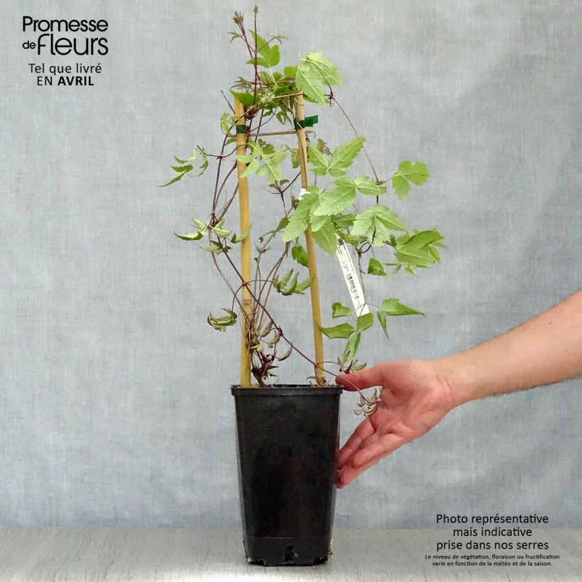 Clematis alpina - Clematide alpina Vaso da 2L/3L esemplare consegnato in primavera