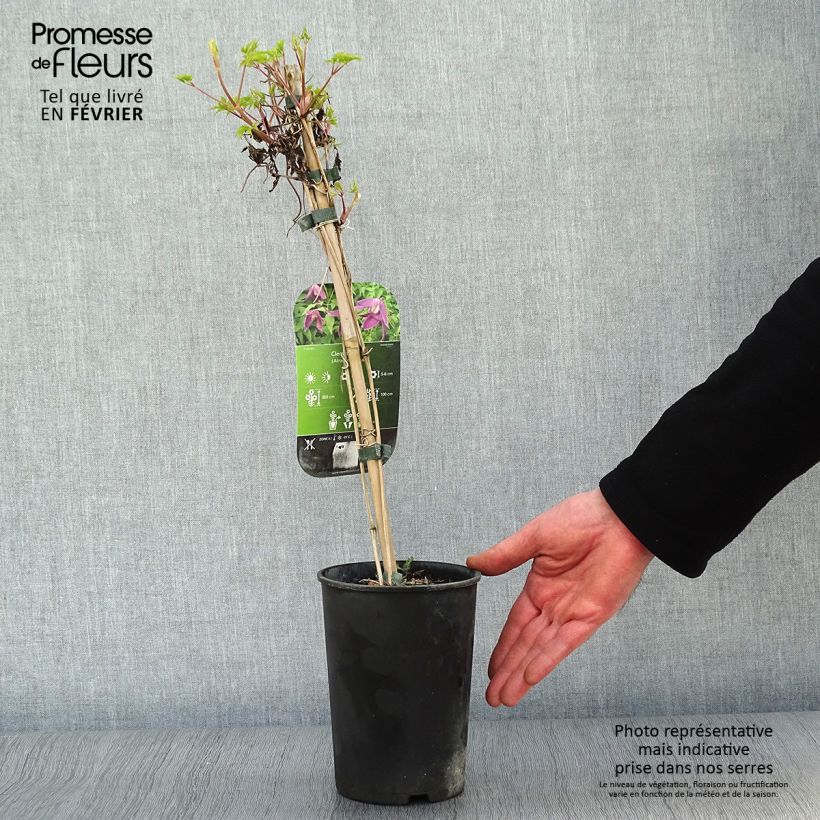 Clematis alpina Ruby - Clematide Vaso da 2L/3L esemplare consegnato in inverno