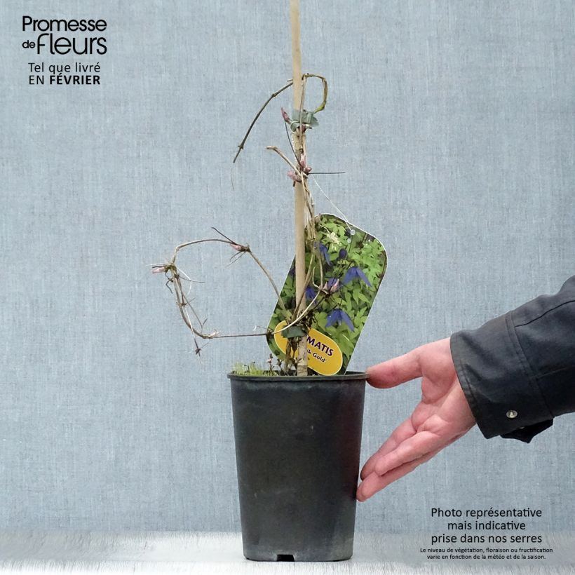 Clematis Stolwijk Gold - Clematide Vaso da 2L/3L esemplare consegnato in inverno