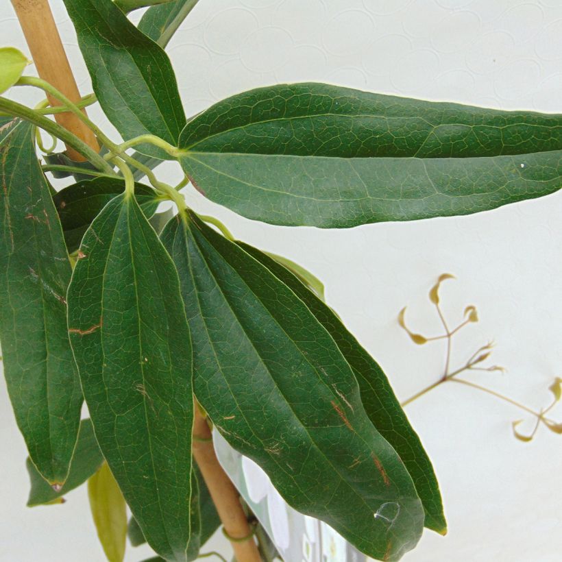 Clematis armandii - Clematide (Fogliame)