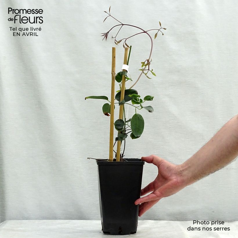 Clematis armandii Apple Blossom Vaso da 2L/3L esemplare consegnato in primavera