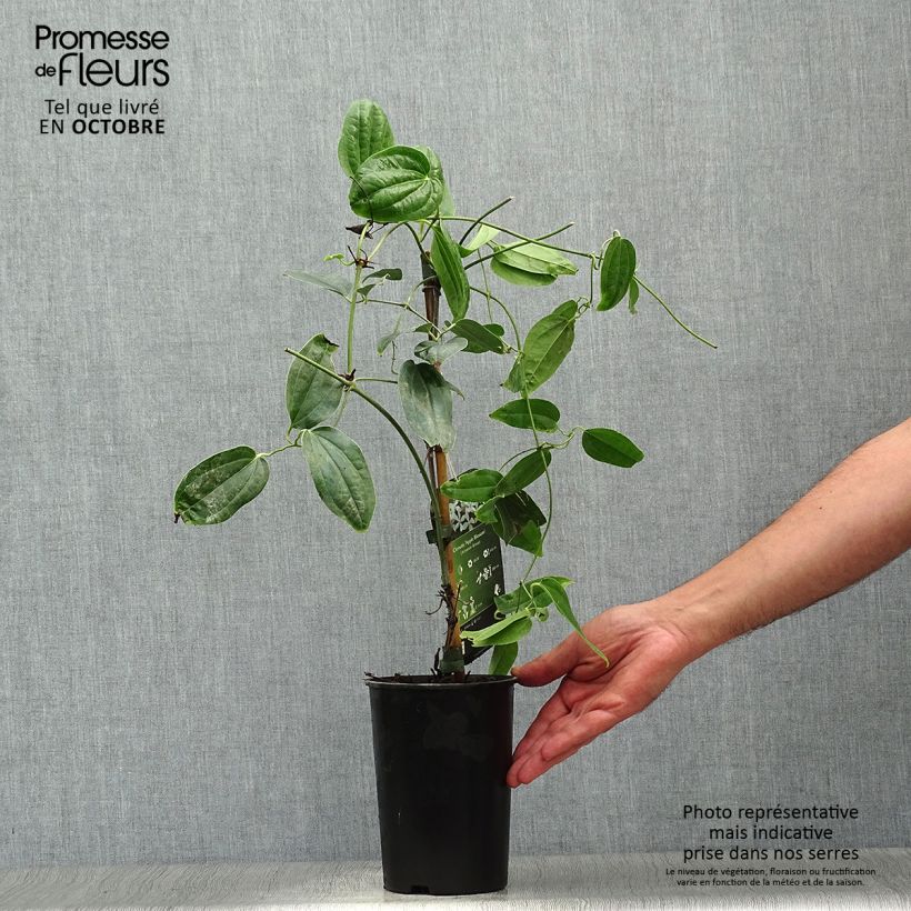 Esemplare di Clematis armandii Apple Blossom Vaso da 2L/3L come consegnato in autunno