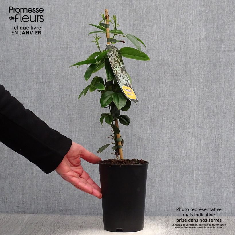 Clematis armandii Apple Blossom Vaso da 2L/3L esemplare consegnato in inverno