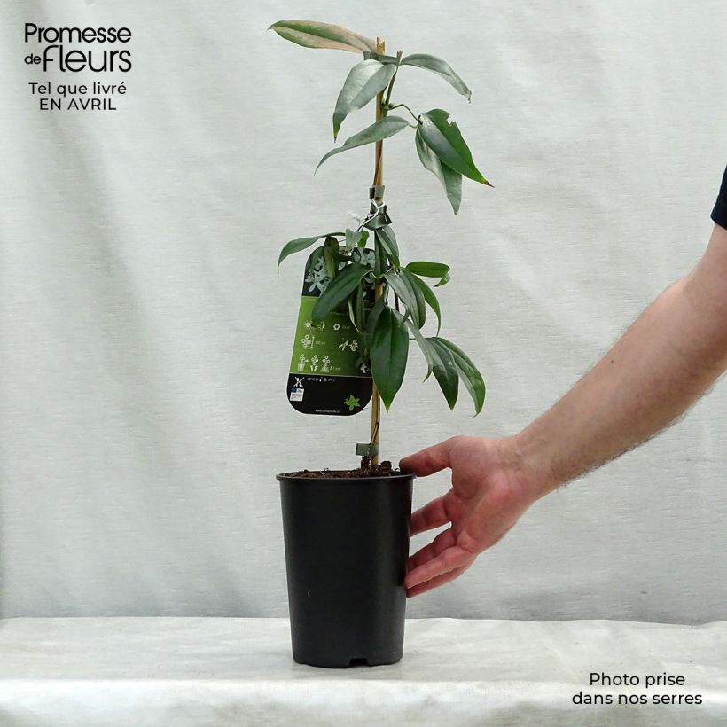 Clematis armandii Little White Charm Vaso da 2L/3L esemplare consegnato in primavera