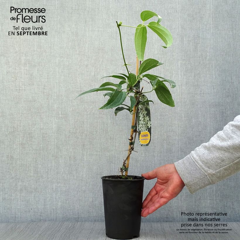 Esemplare di Clematis armandii Little White Charm Vaso da 2L/3L come consegnato in autunno