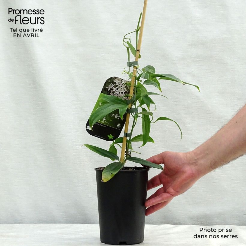 Clematis armandii Snowdrift Vaso da 2L/3L esemplare consegnato in primavera