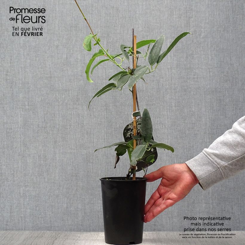 Esemplare di Clematis armandii Snowdrift Vaso da 2L/3L come consegnato in autunno