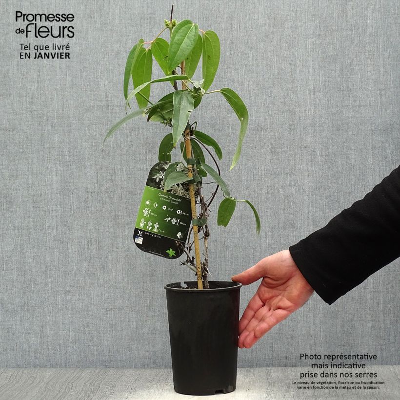 Clematis armandii Snowdrift Vaso da 2L/3L esemplare consegnato in inverno