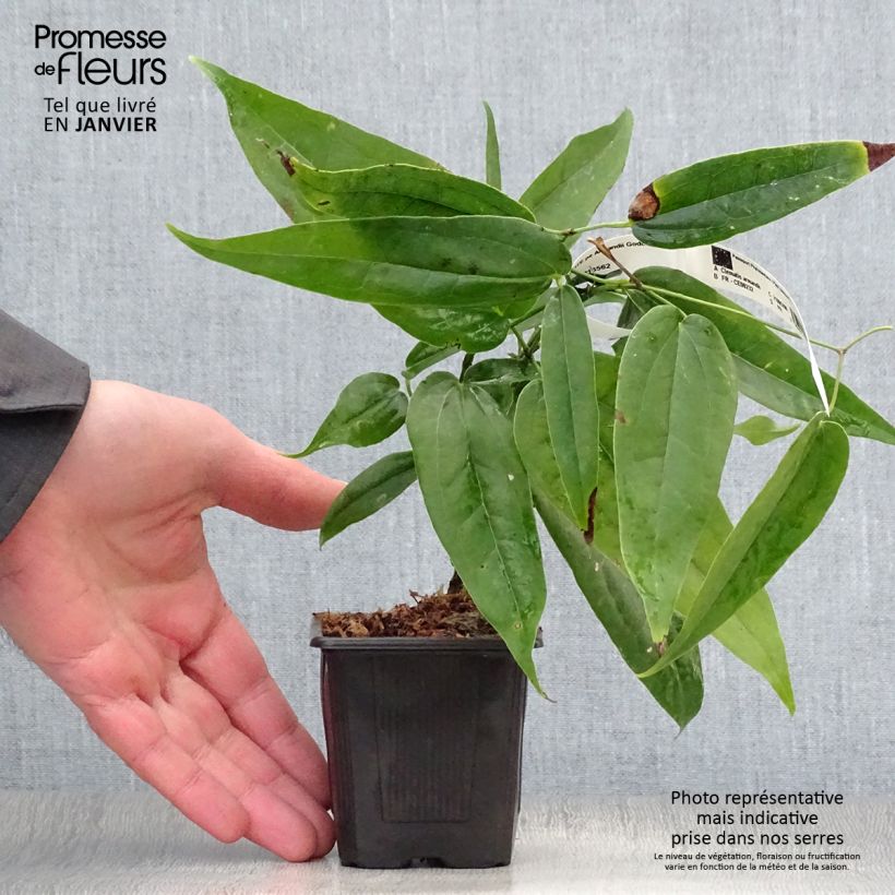 Clematis armandii - Clematide Vasetto da 8/9 cm esemplare consegnato in inverno