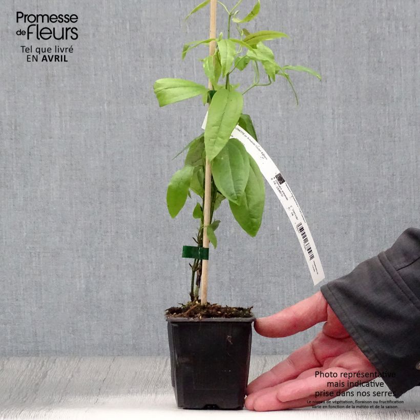 Clematis armandii - Clematide Vasetto da 8/9 cm esemplare consegnato in primavera
