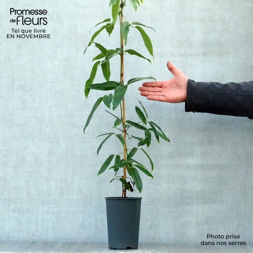 Esemplare di Clematis armandii - Clematide Vaso da 2L/3L come consegnato in autunno