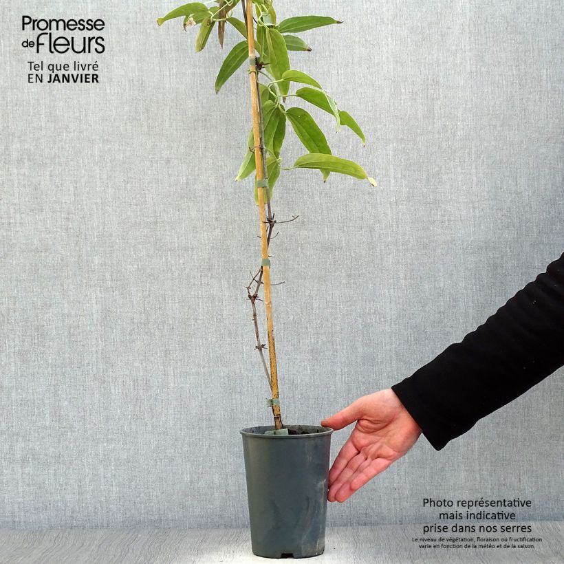 Clematis armandii - Clematide Vaso da 2L/3L esemplare consegnato in inverno