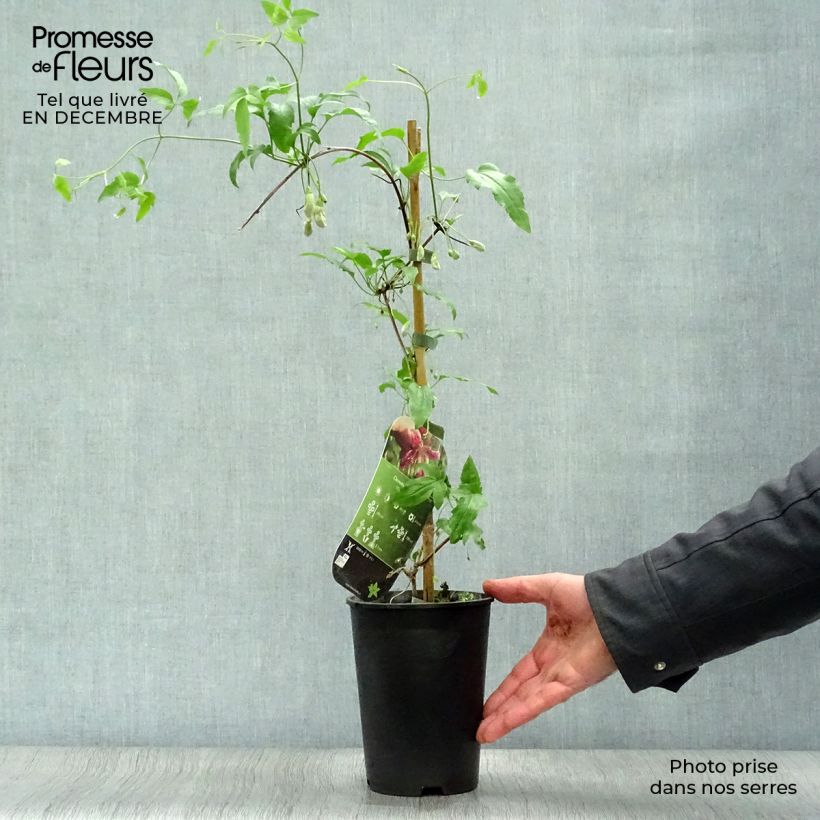 Clematis Advent Bells - Clematide Vaso da 2L/3L esemplare consegnato in inverno
