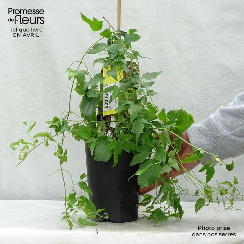 Clematis Advent Bells - Clematide Vaso da 2L/3L esemplare consegnato in primavera