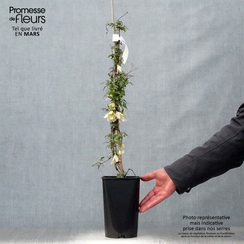 Clematis cirrhosa Balearica Vaso da 2L/3L esemplare consegnato in primavera