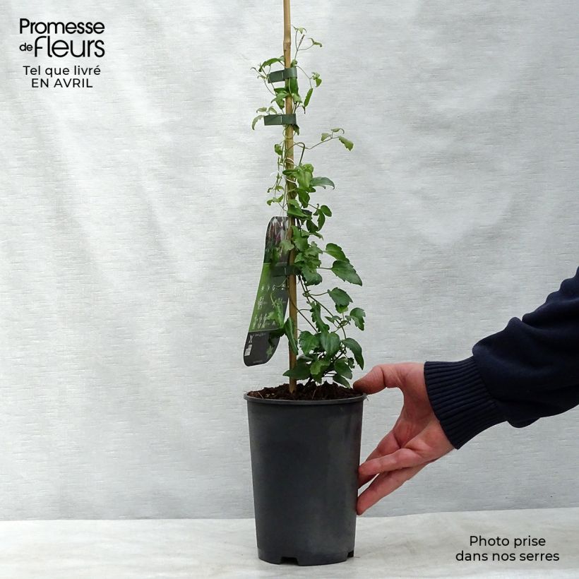 Clematis cirrhosa Freckles Vaso da 2L/3L esemplare consegnato in primavera