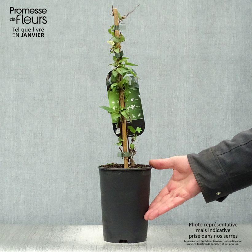 Clematis cirrhosa Jingle Bells Vaso da 2L/3L esemplare consegnato in inverno
