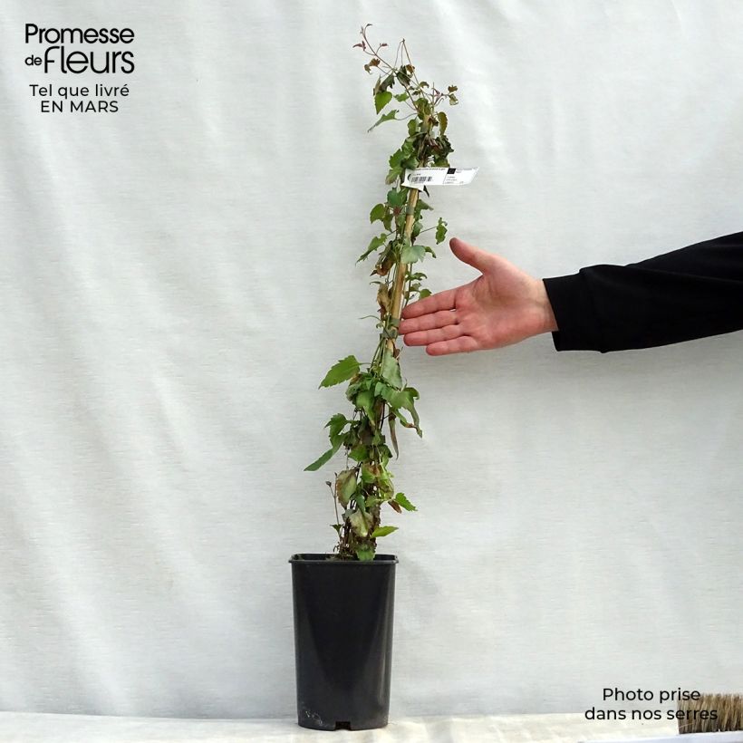 Clematis cirrhosa Lansdowne Gem Vaso da 2L/3L esemplare consegnato in primavera