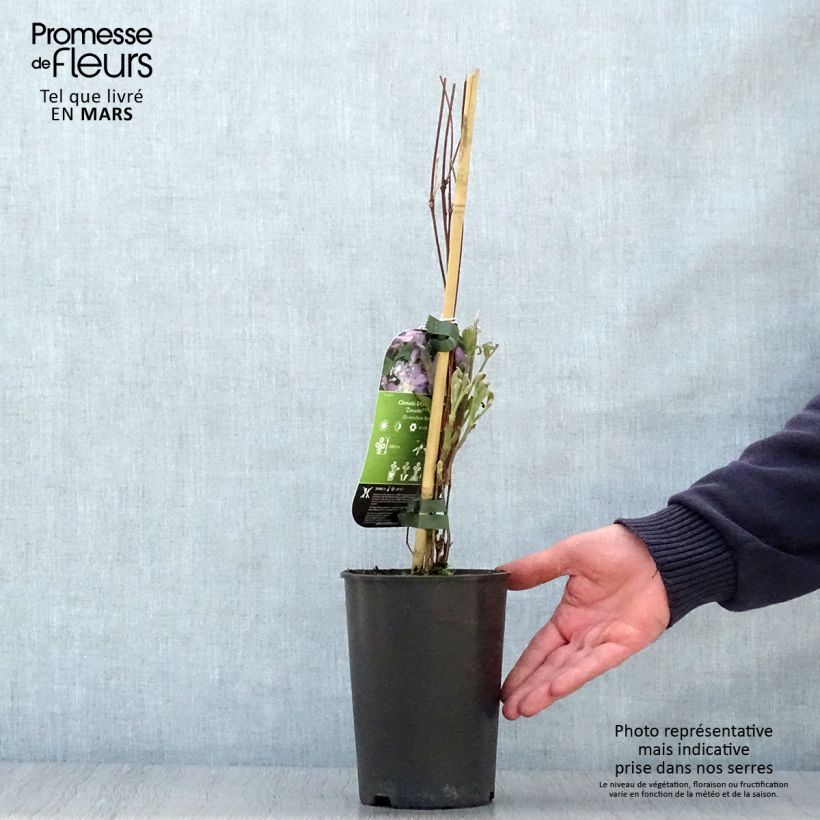 Clematis East River - Clematide Vaso da 2L/3L esemplare consegnato in primavera