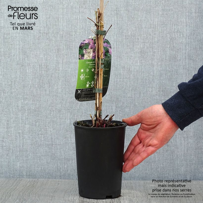 Clematis East River - Clematide Vaso da 2L/3L esemplare consegnato in inverno