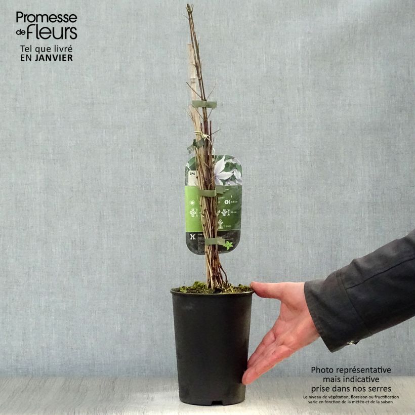 Clematis Clematis River Star - Clematide Vaso da 2L/3L esemplare consegnato in inverno