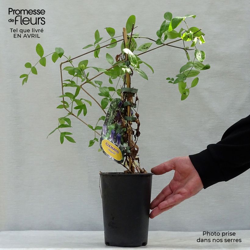 Clematis Rooguchi - Clematide Vaso da 2L/3L esemplare consegnato in primavera