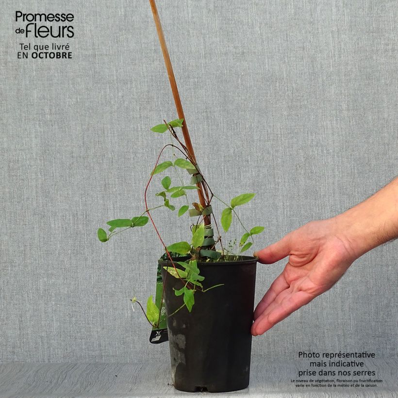 Esemplare di Clematis Rooguchi - Clematide Vaso da 2L/3L come consegnato in autunno