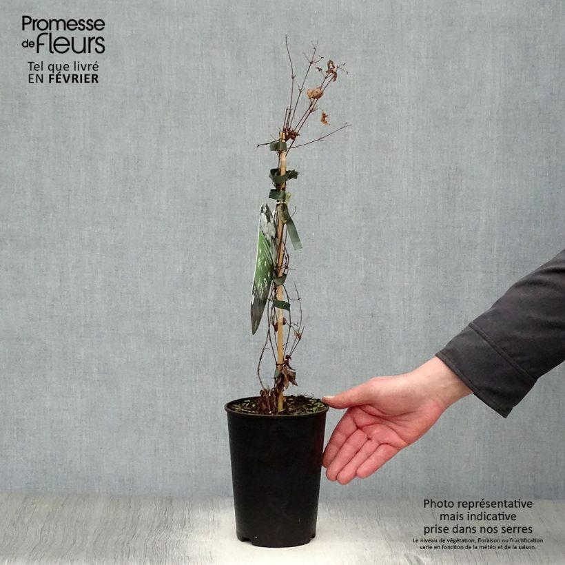 Clematis White Arabella - Clematide Vaso da 2L/3L esemplare consegnato in inverno