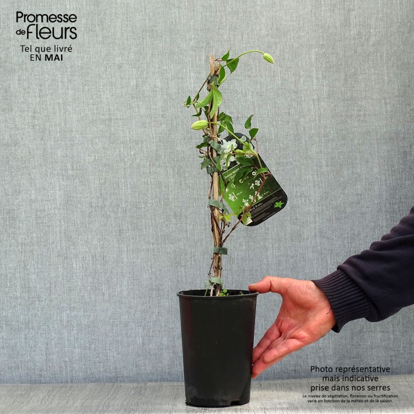 Clematis White Arabella - Clematide Vaso da 2L/3L esemplare consegnato in primavera