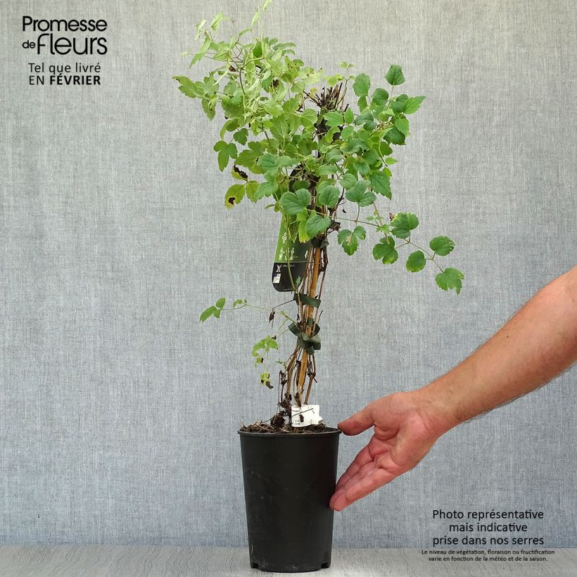 Esemplare di Clematis fargesii Summersnow - Clematide Vaso da 2L/3L come consegnato in autunno