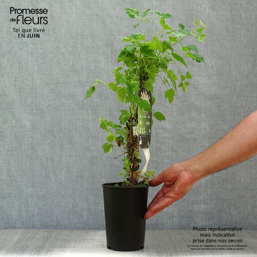 Esemplare di Clematis fargesii Summersnow - Clematide Vaso da 2L/3L consegnato in estate