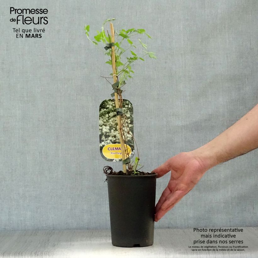 Clematis fargesii Summersnow - Clematide Vaso da 2L/3L esemplare consegnato in primavera